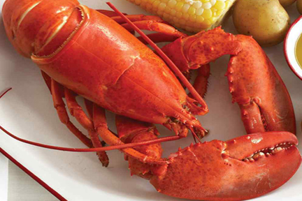 Steamed Lobster